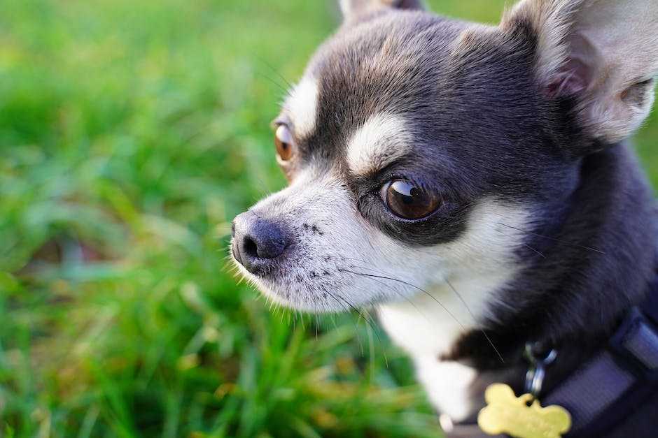 Warum schnauft mein Hund? Eine wichtige Frage, die beantwortet werden muss.
