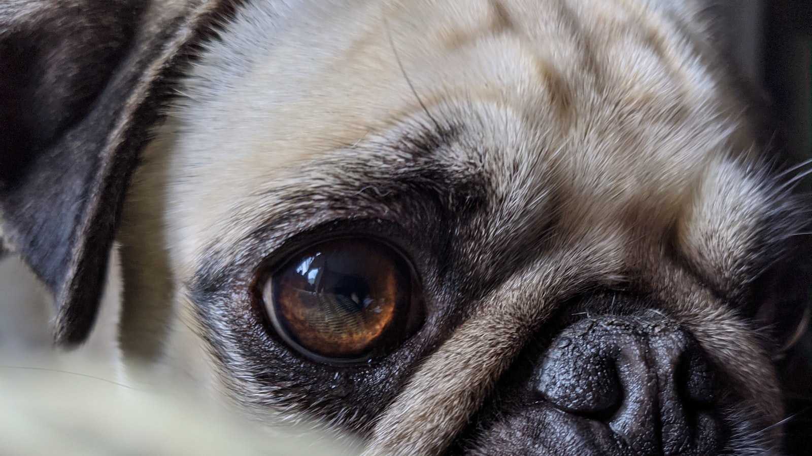 Die mystischen Vorteile von Hunden mit grünen Augen