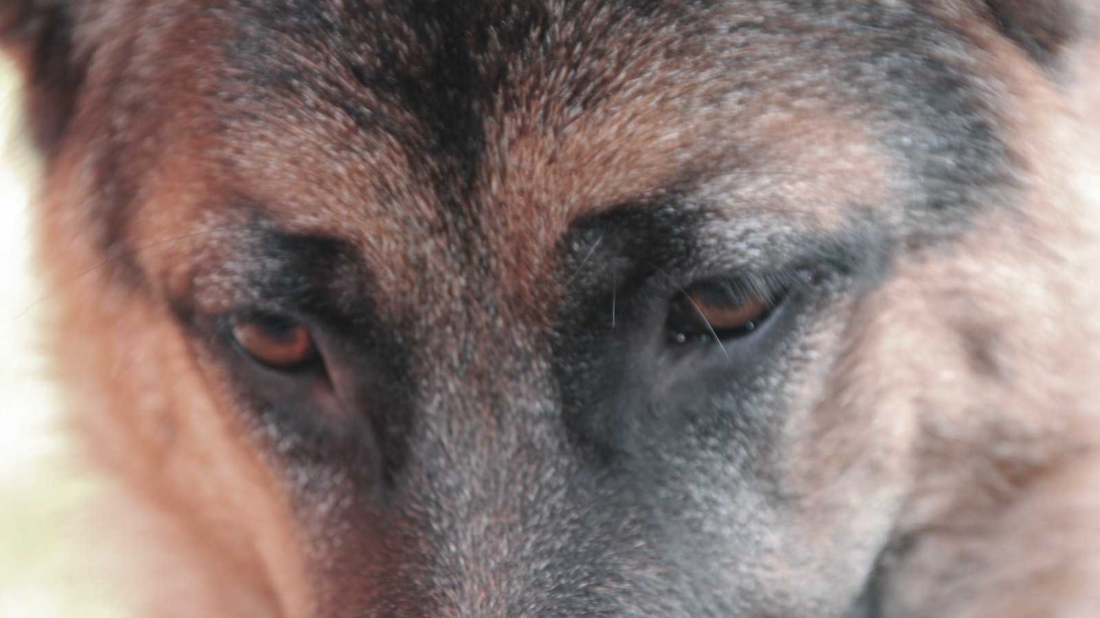 Die 8 schönsten Schäferhund Arten: Ein Überblick über die besten Begleiter!