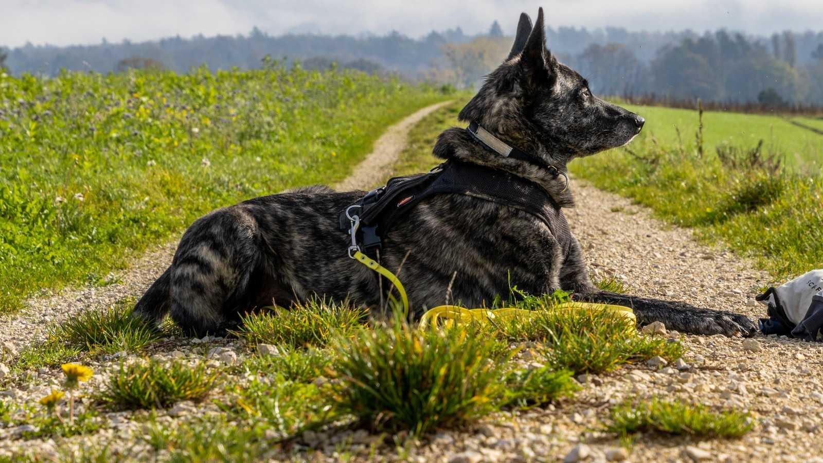 Was Sie über den Preis eines belgischen Schäferhundes wissen müssen – Wie viel kostet ein belgischer Schäferhund?