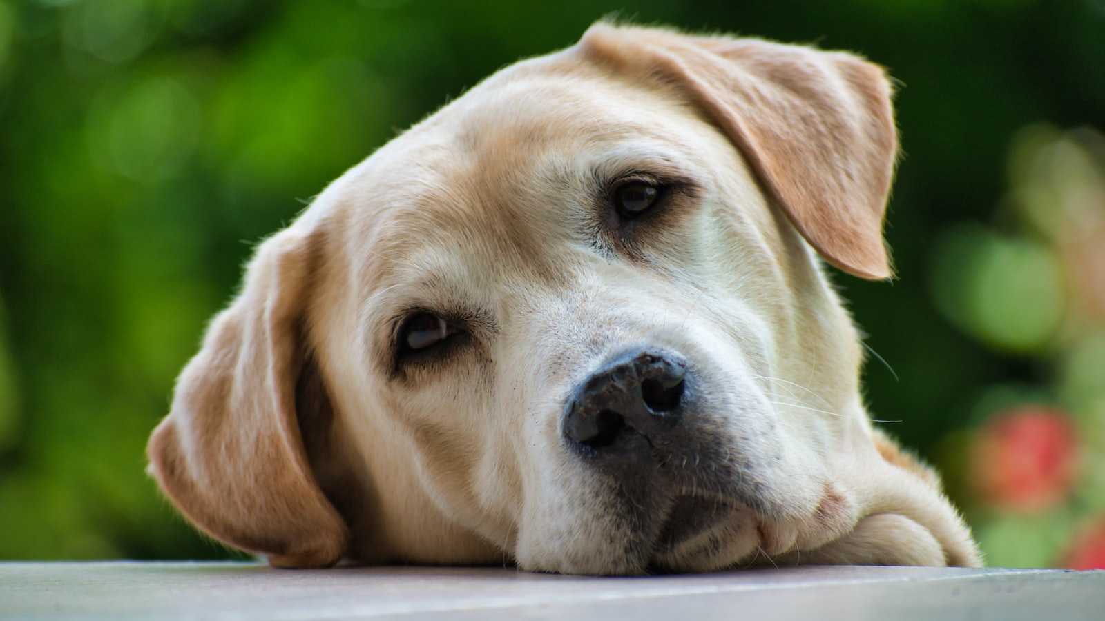 Wie man Milben beim Hund sicher und effektiv tötet – Eine Anleitung zum Nachlesen