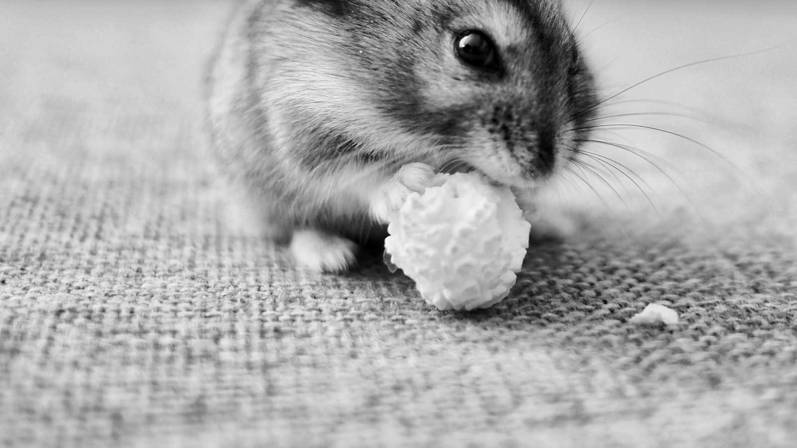 Die unbekannte Wahrheit: Hamster trächtig – Was du über die Schwangerschaft deines Nagers wissen musst!