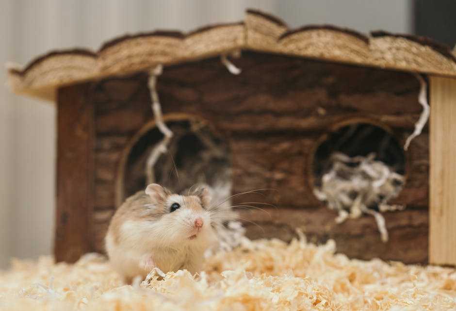 Hamster-Paläste selbstgemacht: Wie Sie mit diesem Etagen-Bau die Welt Ihres Hamsters revolutionieren können!