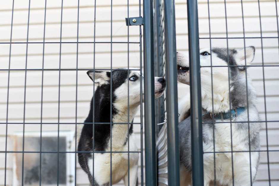 Chinchilla-Käfig: Von Tierquälerei bis zum perfekten Zuhause – Wie wichtig ist die richtige Haltung?