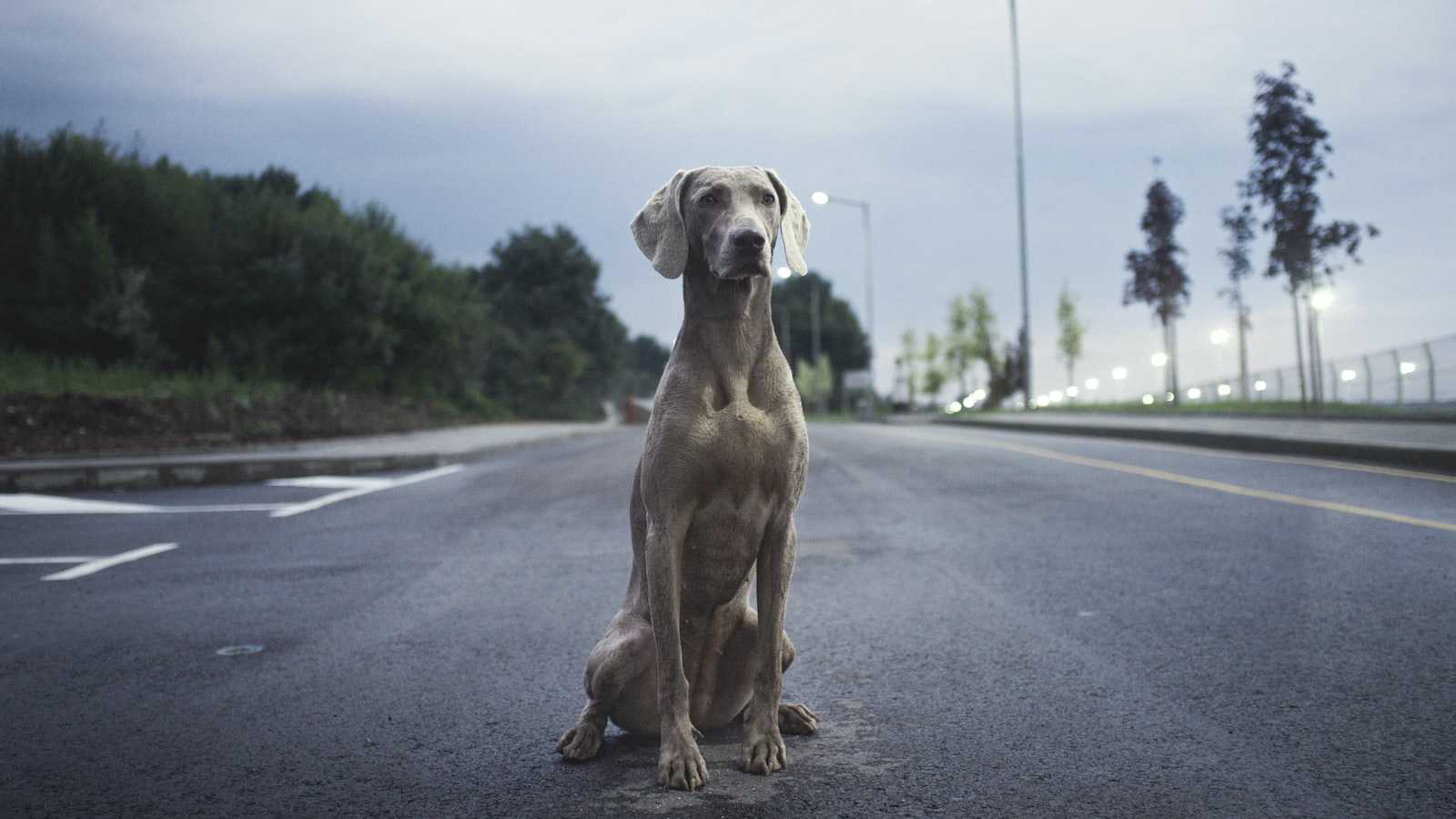 Das unglaubliche Geheimnis des ältesten Hundes: Wie alt ist der älteste Hund geworden?